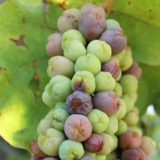 thumbnail for publication: Seagrape